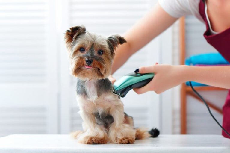 How Much Should you Invest into Dog Grooming Equipment – 2023 Review