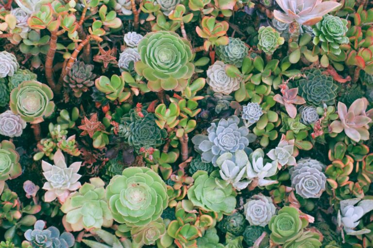 6 Signs You Are Over-Watering Your Cacti and Succulents