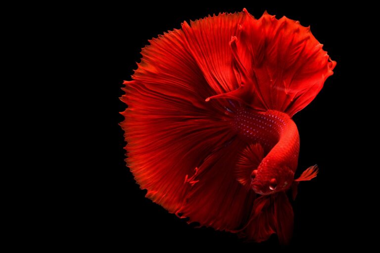 4 Common Misconceptions People Have About Betta Fish