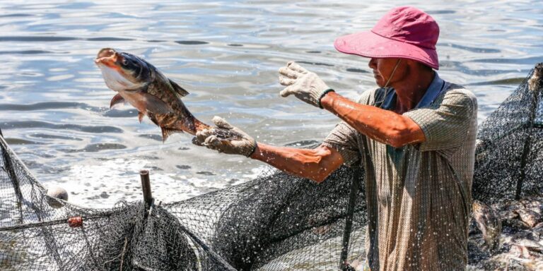 Newly Retired? Try Out Fish Farming – 2023 Guide
