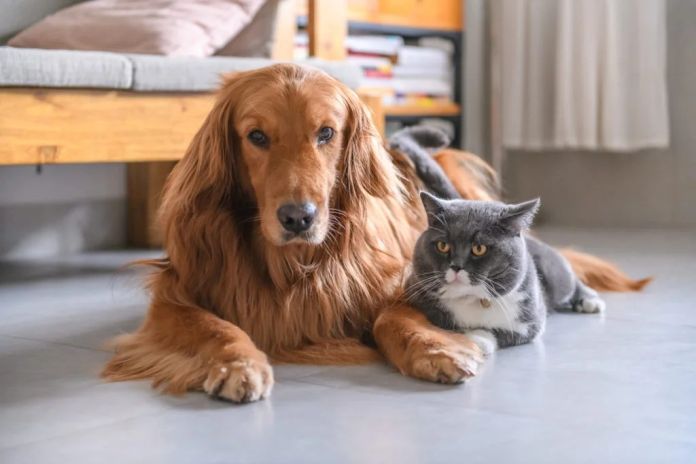 Plan Ahead for Pets
