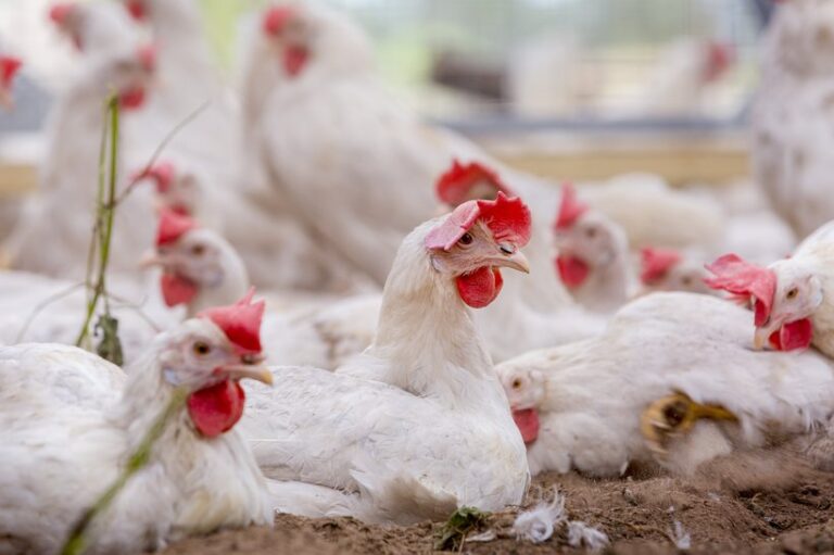 The Chicken and the Egg Navigating Challenges in Poultry Production